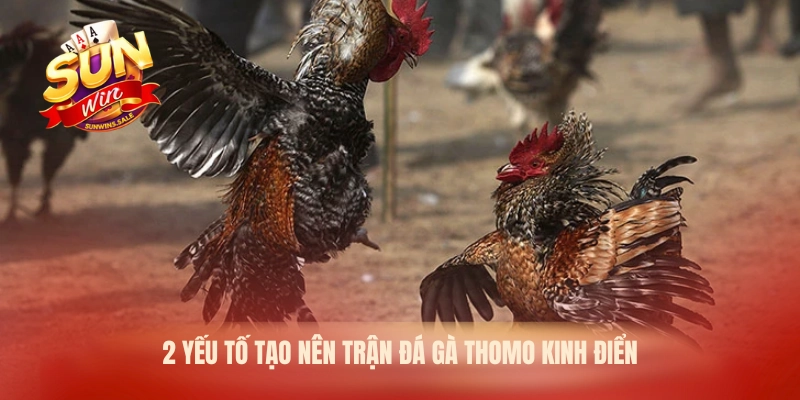 Trận Đá Gà Thomo Kinh Điển – Màn So Tài Chiến Kê 2026 2 2 yếu tố tạo nên trận đá gà Thomo kinh điển