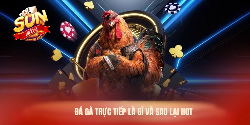 Sunwin - Xem Đá Gà Trực Tiếp Hôm Nay Cực Hấp Dẫn 2026 1 Đá gà trực tiếp là gì và sao lại hot
