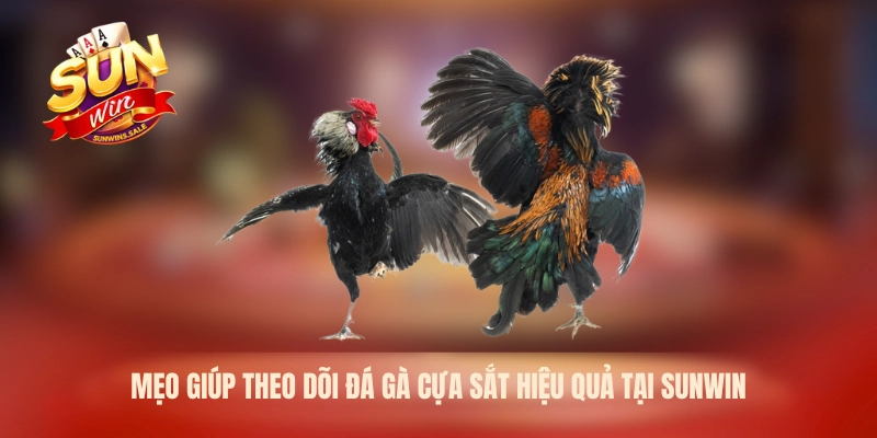 Kinh Nghiệm Đá Gà Cựa Sắt Sunwin – Bí Quyết Quan Sát 2026 3 Mẹo giúp theo dõi đá gà cựa sắt hiệu quả tại Sunwin