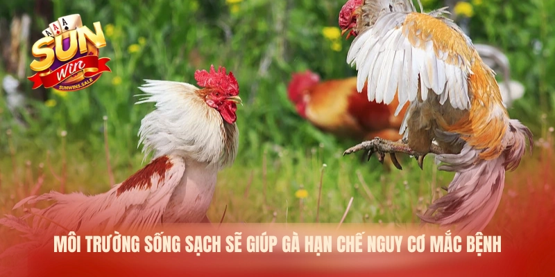 Môi trường sống sạch sẽ giúp gà hạn chế nguy cơ mắc bệnh