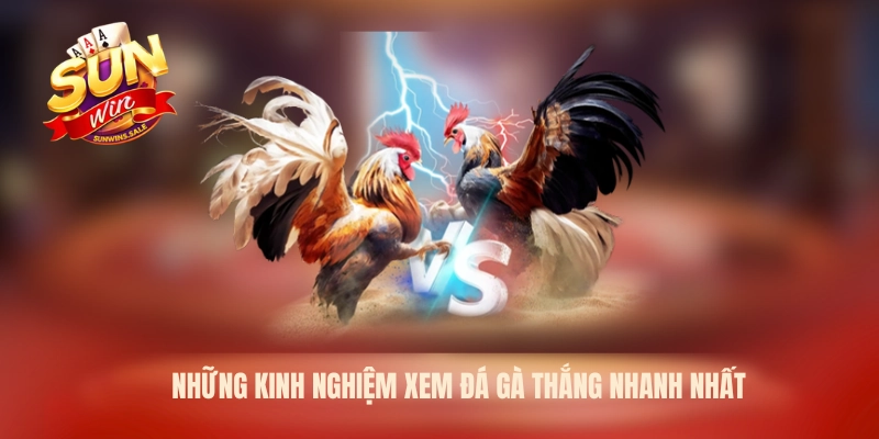 Sunwin - Xem Đá Gà Trực Tiếp Hôm Nay Cực Hấp Dẫn 2026 2 Những kinh nghiệm xem đá gà thắng nhanh nhất