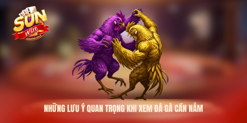 Sunwin - Xem Đá Gà Trực Tiếp Hôm Nay Cực Hấp Dẫn 2026 3 Những lưu ý quan trọng khi xem đá gà cần nắm
