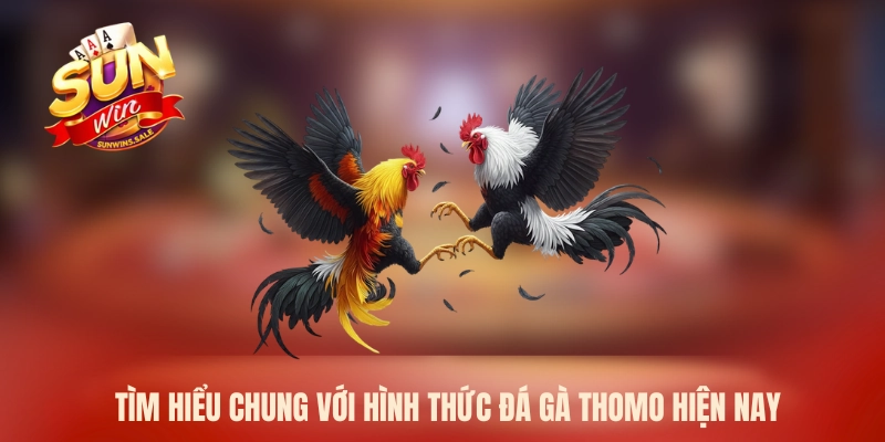 Đá Gà Thomo Và 6 Lý Do Nên Tham Gia Ngay Trong Năm 2026 1 Tìm hiểu chung với hình thức đá gà Thomo hiện nay