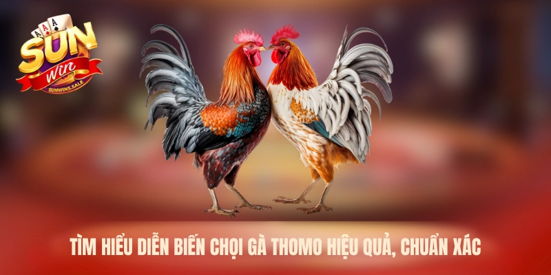 Đá Gà Thomo Và 6 Lý Do Nên Tham Gia Ngay Trong Năm 2026 2 Tìm hiểu diễn biến chọi gà Thomo hiệu quả, chuẩn xác